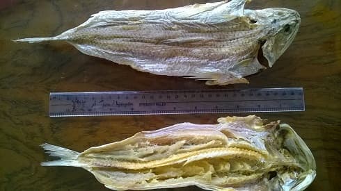 Dried lizard fish